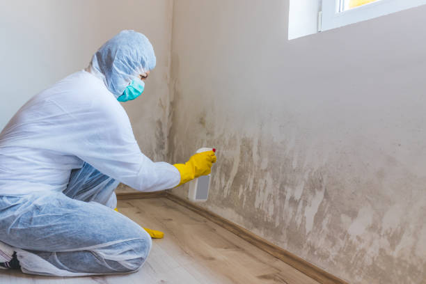 Licensed Attic Mold Remediation service in The Colony, TX - 24 Hour Mold Removal