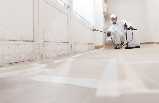 24/7 Emergency Attic Mold Remediation experts in The Colony, TX