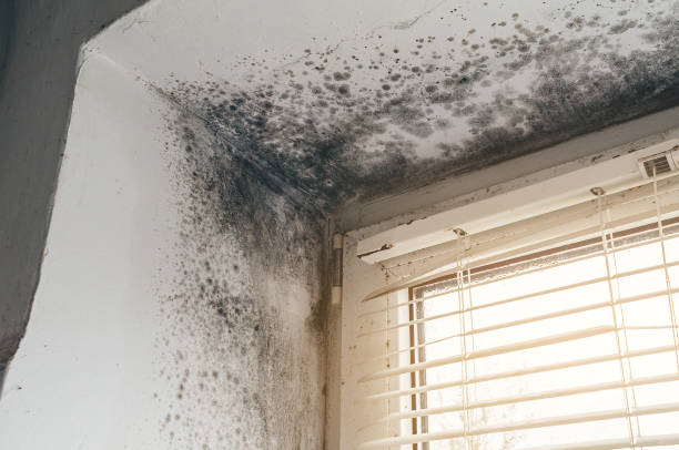 Affordable Attic Mold Remediation solutions in The Colony, TX