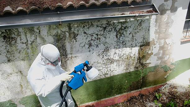 Top rated local Attic Mold Remediation specialists in The Colony, TX